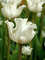 Tulip White Liberstar