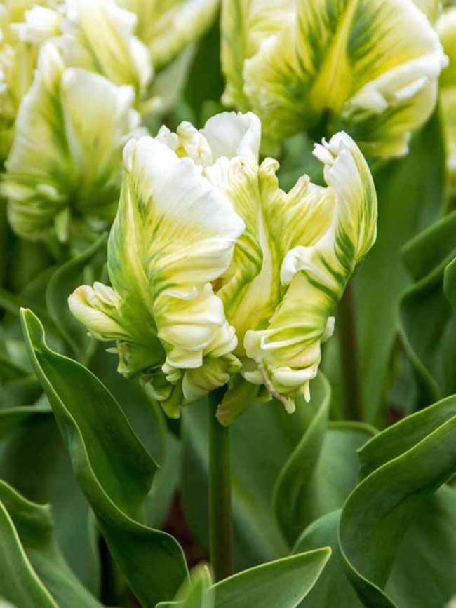 Tulip White Parrot