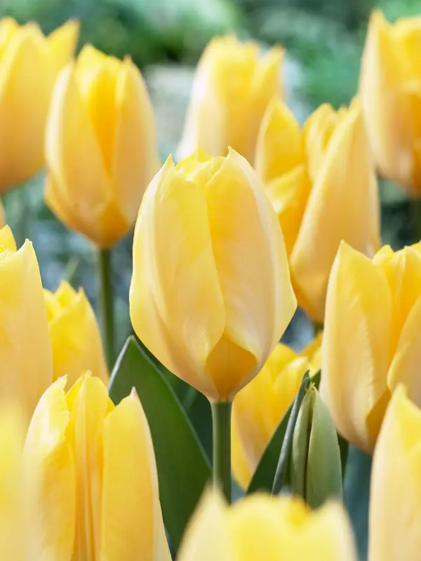 Tulip Yellow Emperor