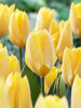 Tulip Yellow Emperor