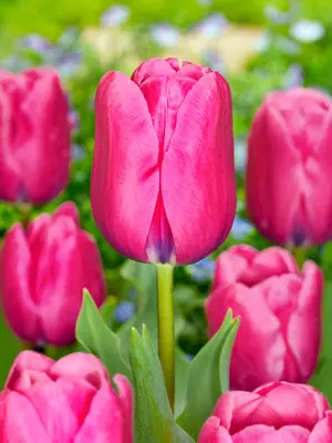 Link to Tulip Yosemite