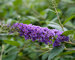 Buddleia Blue-Chip-Lo-and-Behold-Series