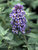 Buddleia Flutterby Blue Heaven