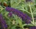 Buddleia Black-Knight