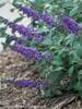 Buddleia Blue Chip Jr