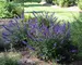 Buddleia Blue Chip Jr