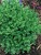 Buxus Chicagoland Green