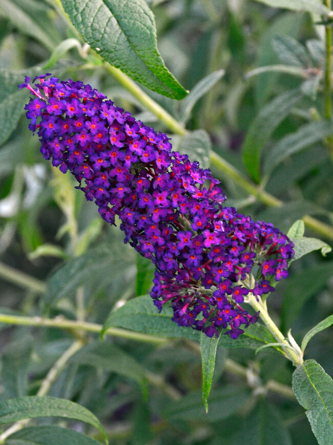 Buddleia Dark Dynasty