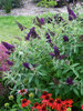 Buddleia Dark Dynasty