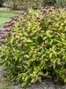 Buddleia Gold Drop