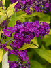 Buddleia Gold Drop