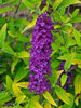 Buddleia Little Nugget