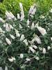 Buddleia Miss Pearl