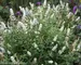 Buddleia Miss Pearl