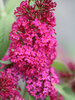 Buddleia Miss Molly