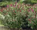 Buddleia Miss Molly