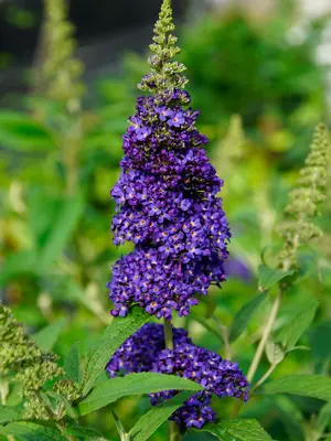 Link to Buddleia Buzz Midnight