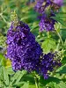 Buddleia Buzz Midnight