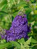 Buddleia Buzz Midnight
