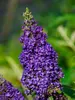 Buddleia Buzz Midnight