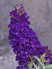 Buddleia Buzz Midnight