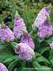 Buddleia Pugster Amethyst