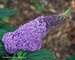 Buddleia Pugster Amethyst