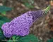 Buddleia Pugster Amethyst
