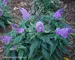 Buddleia Pugster Amethyst