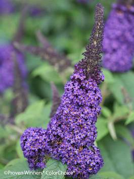 Groshs Lawn Service Landscaping Pugster Butterfly Bush