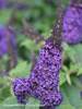 Buddleia Pugster Blue