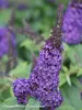Buddleia Pugster Blue