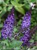 Buddleia Pugster Blue