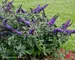 Buddleia Pugster Blue