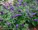 Buddleia Pugster Blue