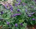 Buddleia Pugster Blue