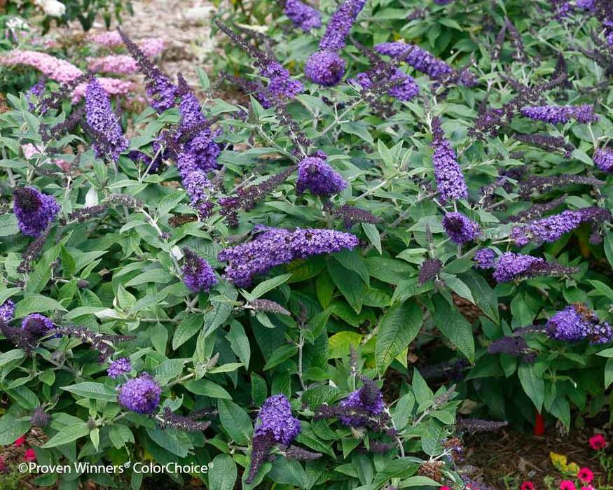 Image of Buddleia pugster blue flower