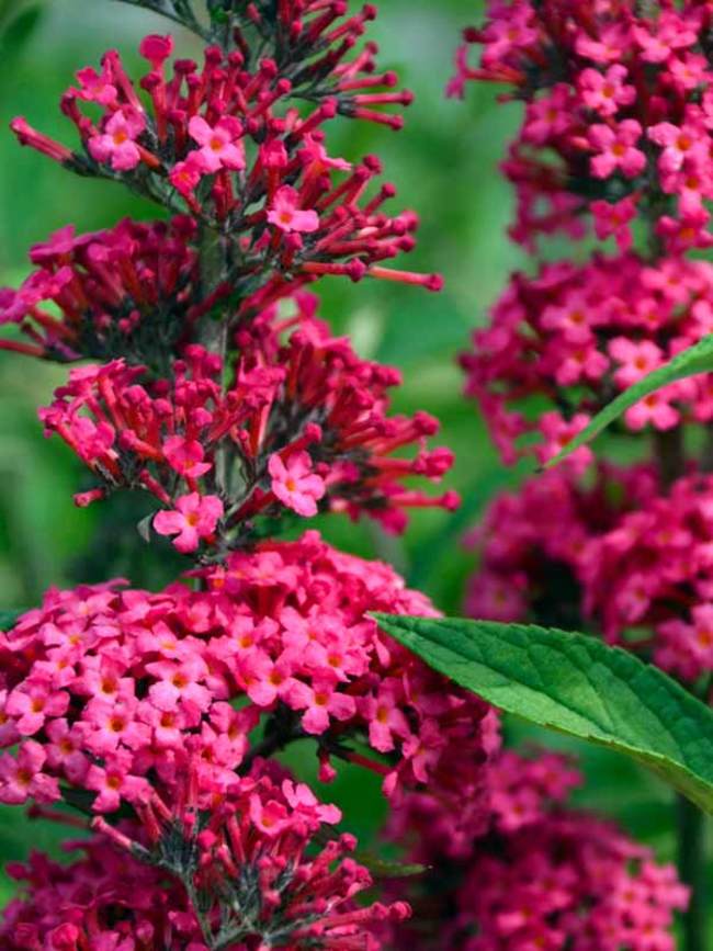 Buddleia Prince Charming