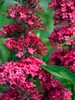 Buddleia Prince Charming