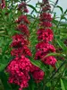 Buddleia Prince Charming