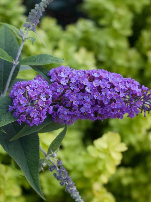 Buddleia Purple Haze