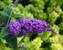 Buddleia Purple Haze