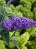 Buddleia Purple Haze