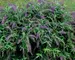 Buddleia Purple Haze