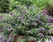 Buddleia Purple Haze