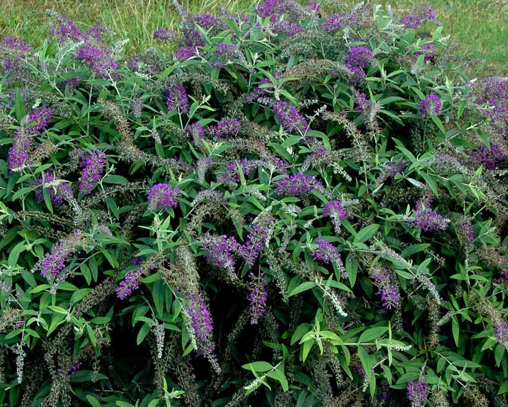 Buddleia Purple Haze | Bluestone Perennials