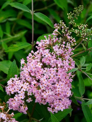 Link to Buddleia Pink Cascade