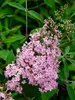 Buddleia Pink Cascade