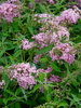 Buddleia Pink Cascade