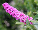 Buddleia Pink Micro Chip